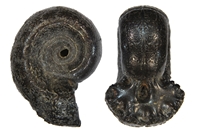 Jauberticeras jauberti